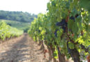 The Castalides range of La Grange winery : great Languedoc wines !