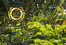 Deortegas Organic Extra Virgin Olive Oil : An intense work, a deep care and respect for the earth