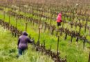 Tips on vineyard work organization during the virus epidemic